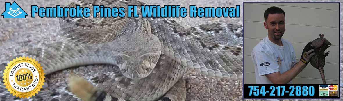 Pembroke Pines Wildlife and Animal Removal
